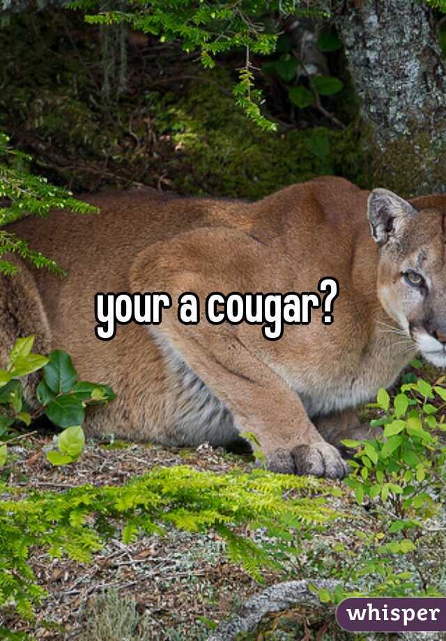 your a cougar? 