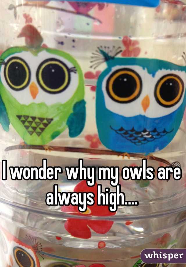 I wonder why my owls are always high.... 