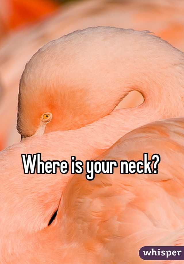 Where is your neck?