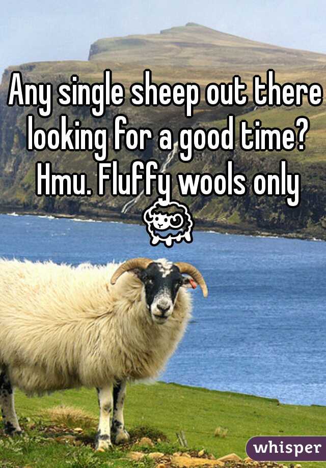 Any single sheep out there looking for a good time? Hmu. Fluffy wools only 🐑 