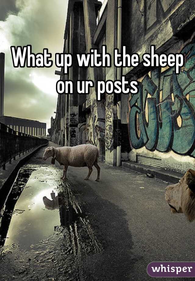 What up with the sheep on ur posts