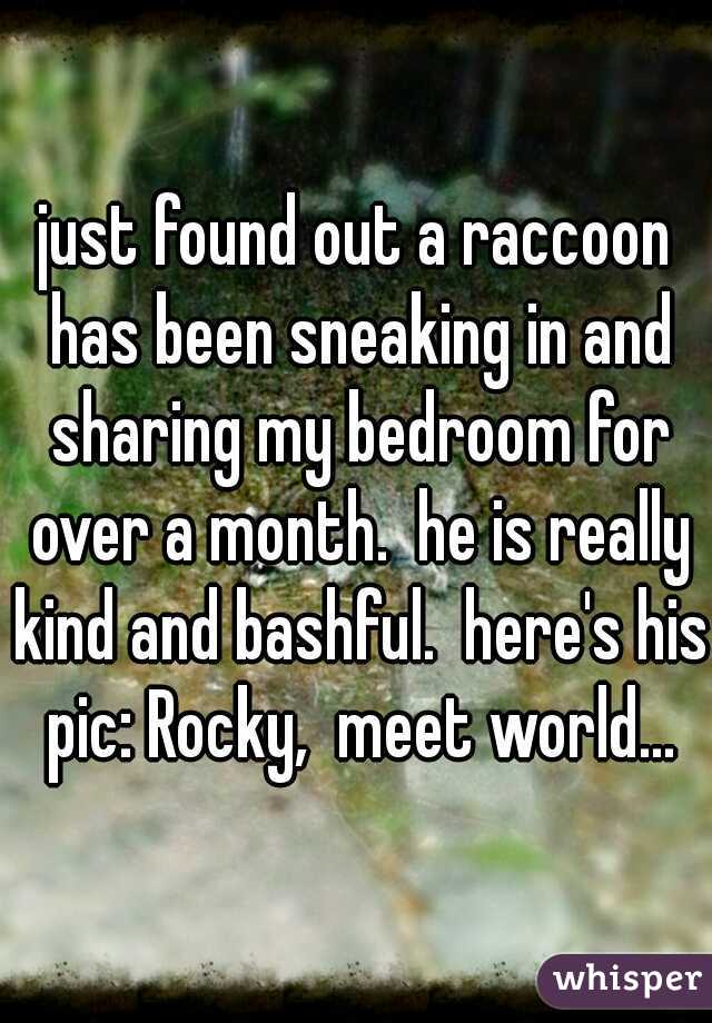 just found out a raccoon has been sneaking in and sharing my bedroom for over a month.  he is really kind and bashful.  here's his pic: Rocky,  meet world...