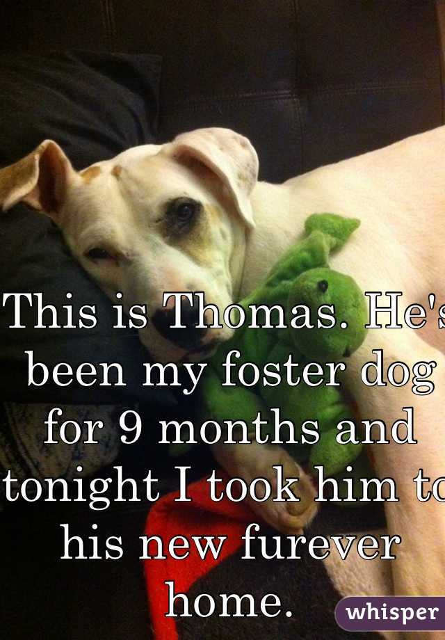 This is Thomas. He's been my foster dog for 9 months and tonight I took him to his new furever home. 