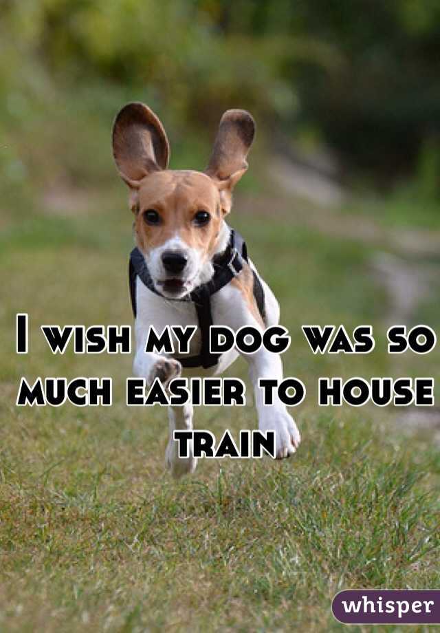 I wish my dog was so much easier to house train 