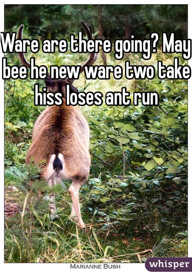 Ware are there going? May bee he new ware two take hiss loses ant run