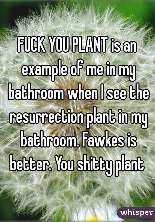FUCK YOU PLANT is an example of me in my bathroom when I see the resurrection plant in my bathroom. Fawkes is better. You shitty plant 
