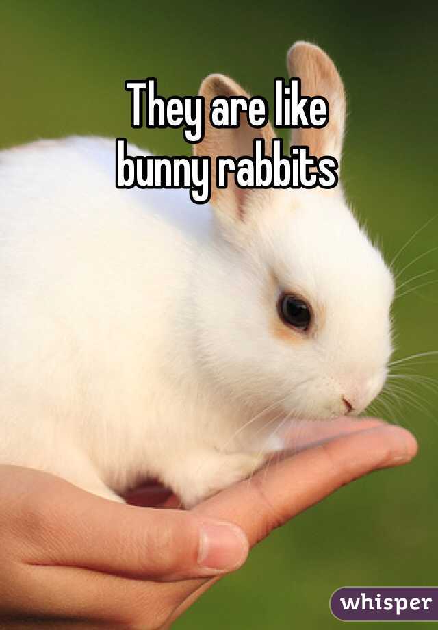 They are like
bunny rabbits