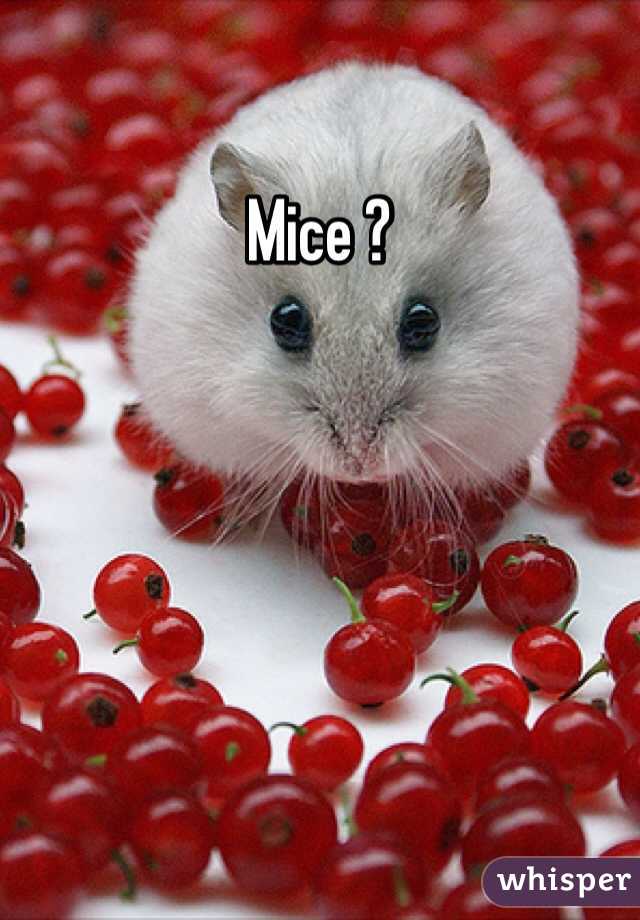 Mice ?
