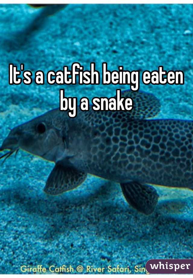 It's a catfish being eaten by a snake