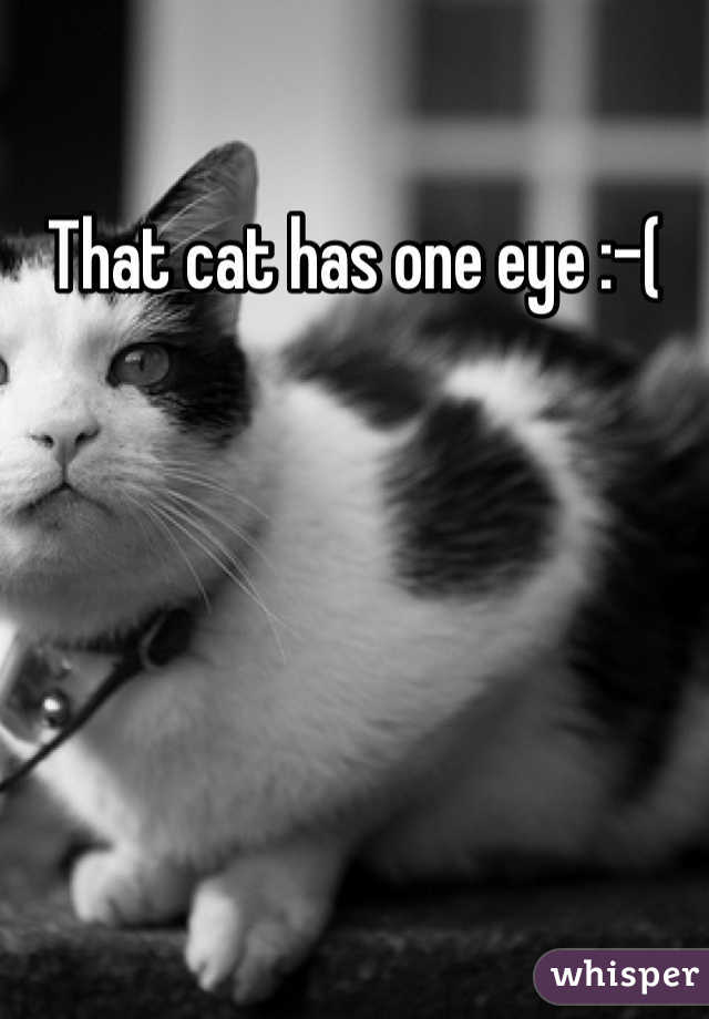 That cat has one eye :-(