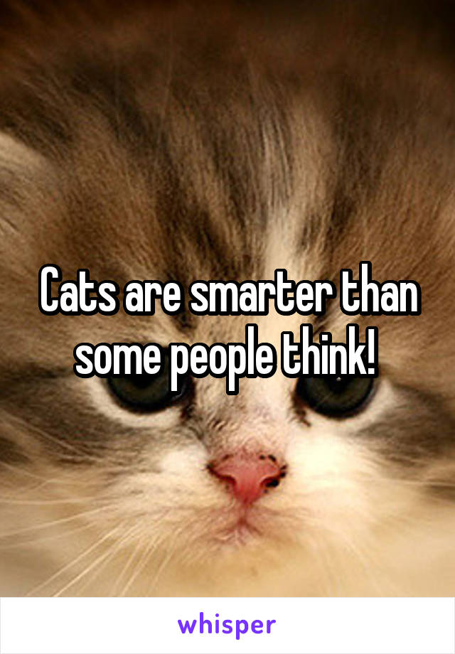 Cats are smarter than some people think! 