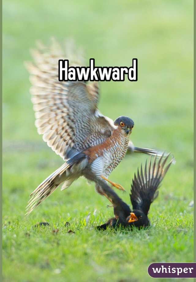 Hawkward