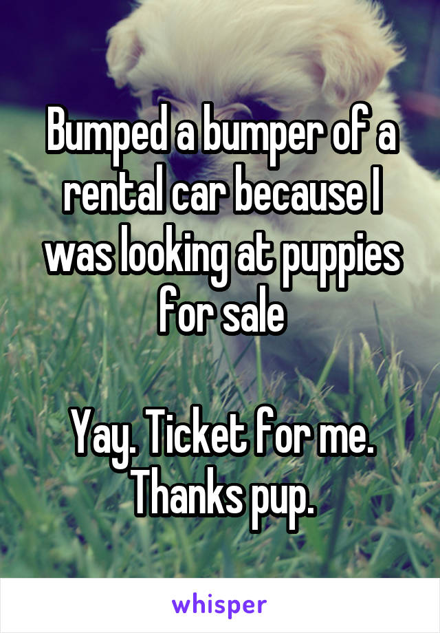 Bumped a bumper of a rental car because I was looking at puppies for sale

Yay. Ticket for me.
Thanks pup.