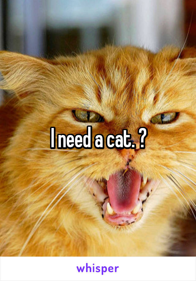 I need a cat. 😂