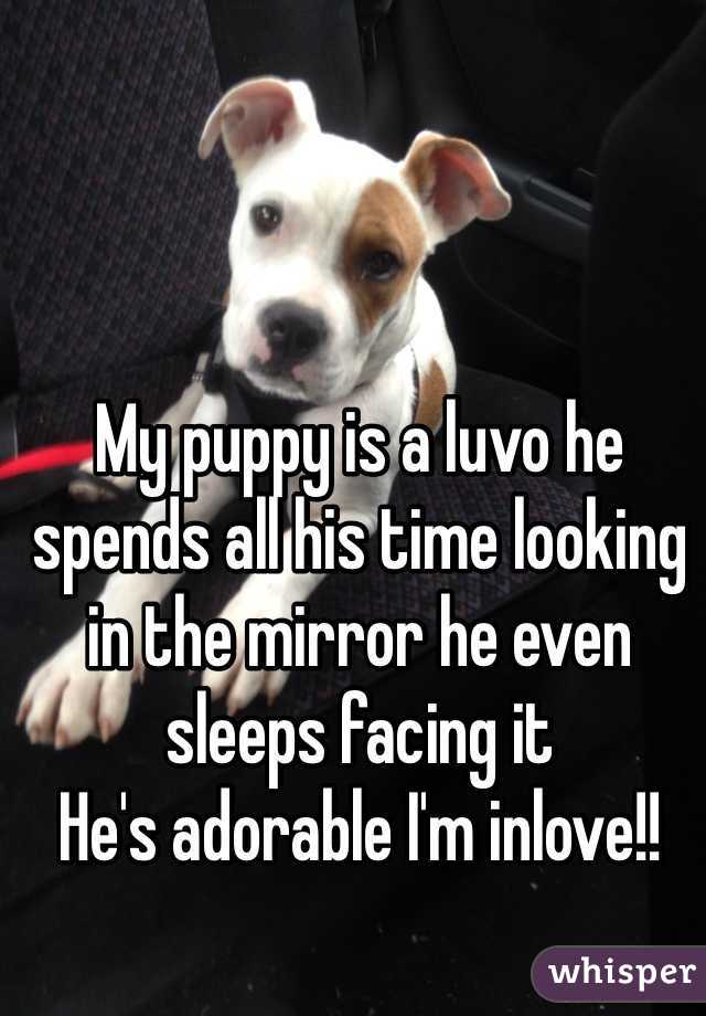 My puppy is a luvo he spends all his time looking in the mirror he even sleeps facing it 
He's adorable I'm inlove!!