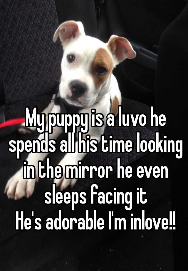 My puppy is a luvo he spends all his time looking in the mirror he even sleeps facing it 
He's adorable I'm inlove!!