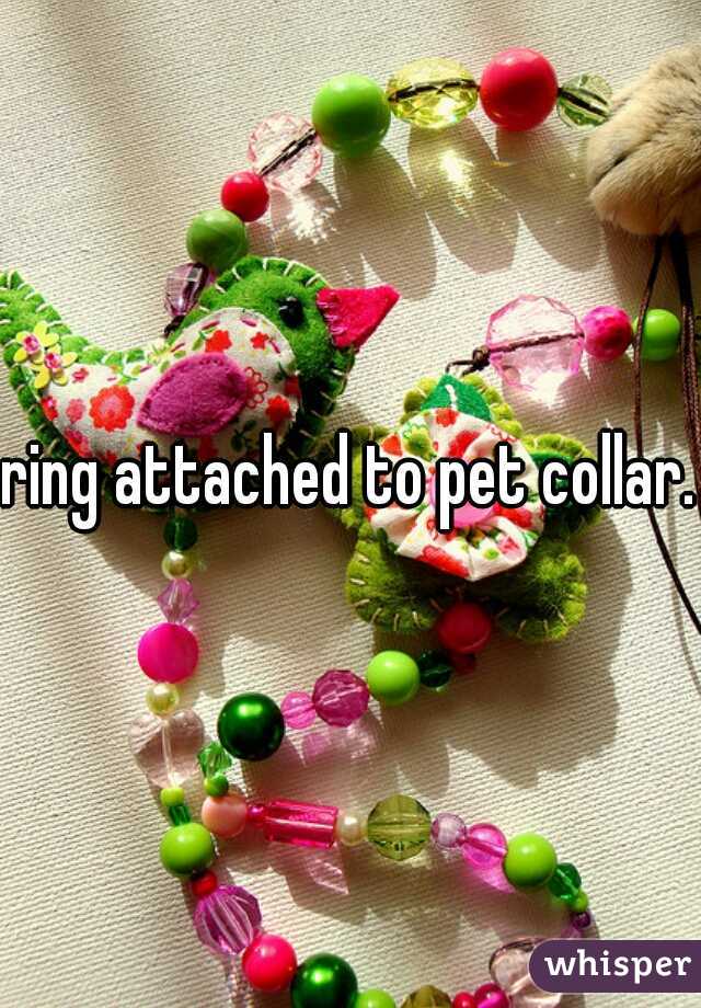 ring attached to pet collar.