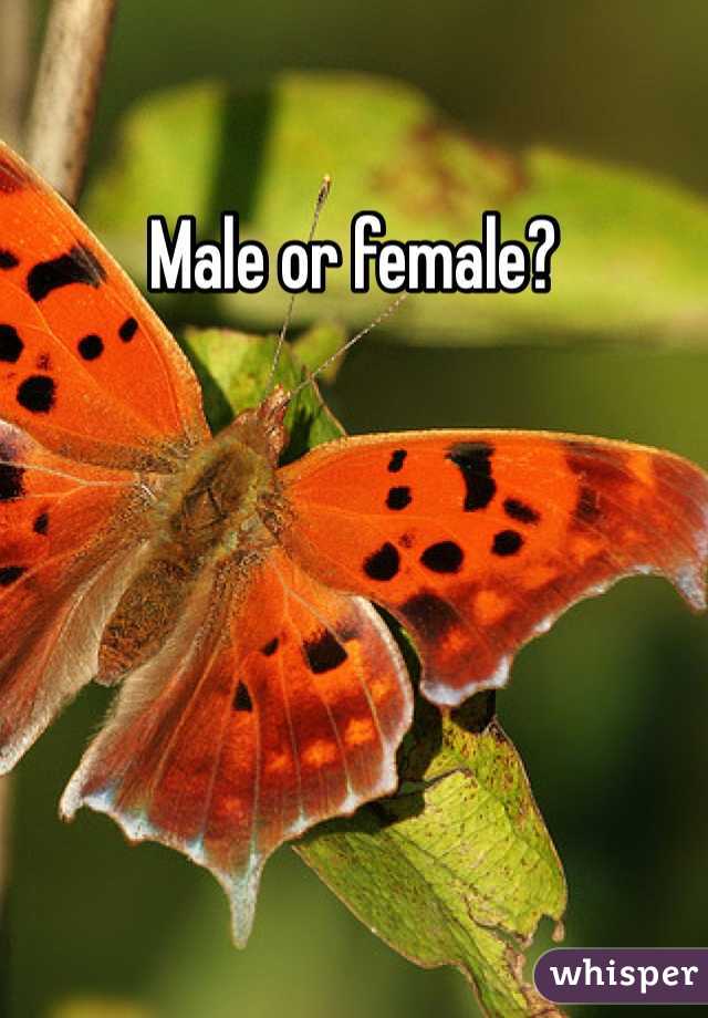 Male or female?