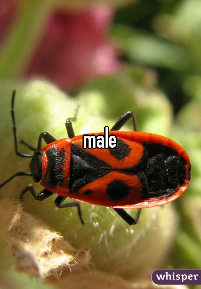 male
