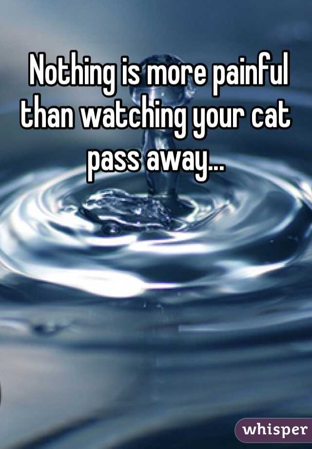  Nothing is more painful than watching your cat pass away...