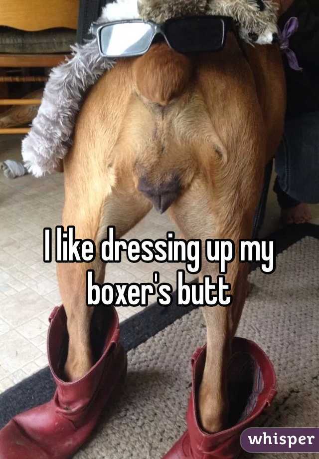 I like dressing up my boxer's butt
