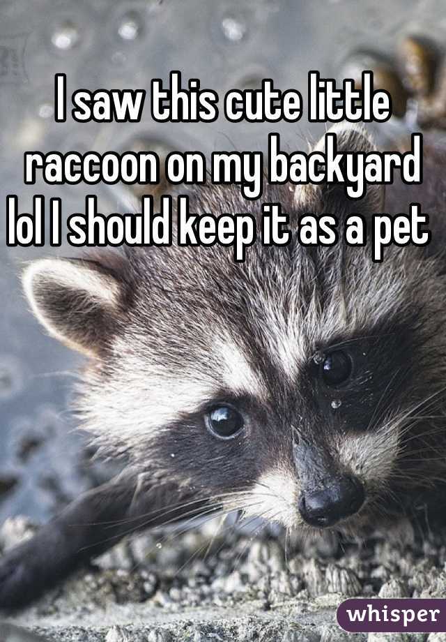 I saw this cute little raccoon on my backyard  lol I should keep it as a pet 