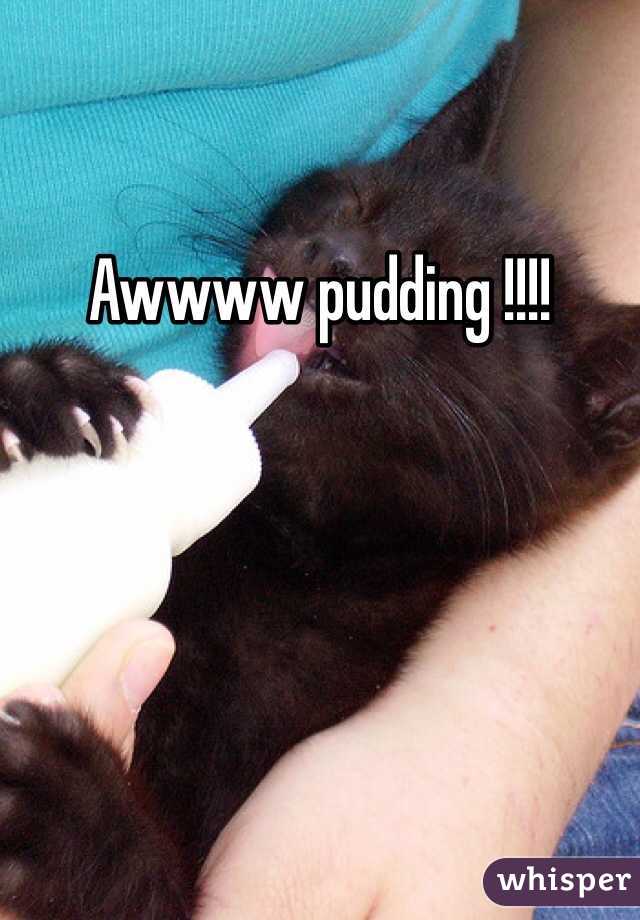 Awwww pudding !!!!