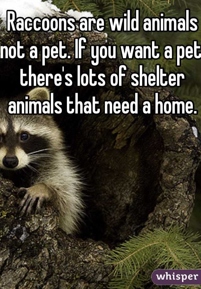 Raccoons are wild animals not a pet. If you want a pet there's lots of shelter animals that need a home.