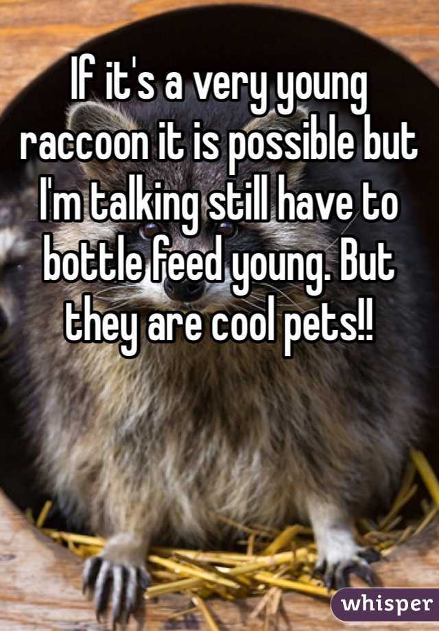 If it's a very young raccoon it is possible but I'm talking still have to bottle feed young. But they are cool pets!!