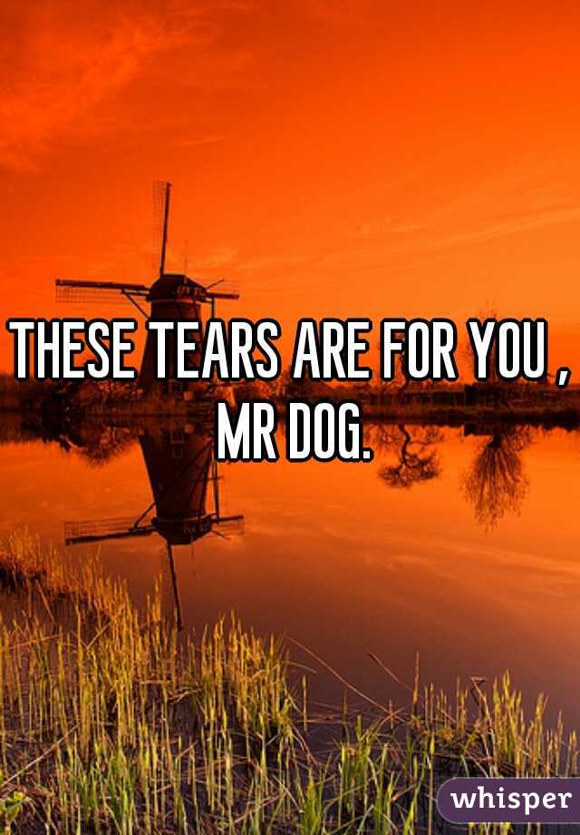 THESE TEARS ARE FOR YOU , MR DOG.

