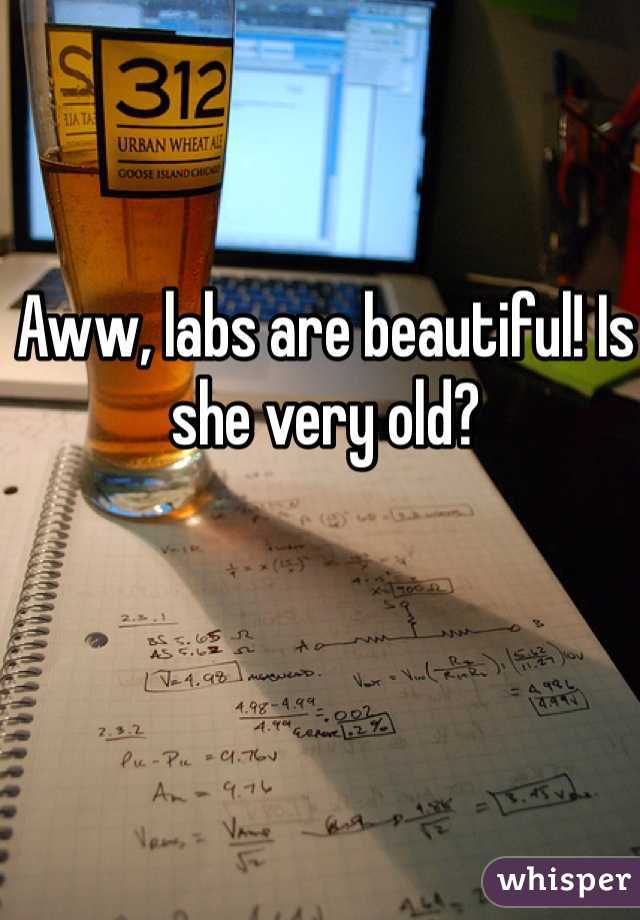 Aww, labs are beautiful! Is she very old?