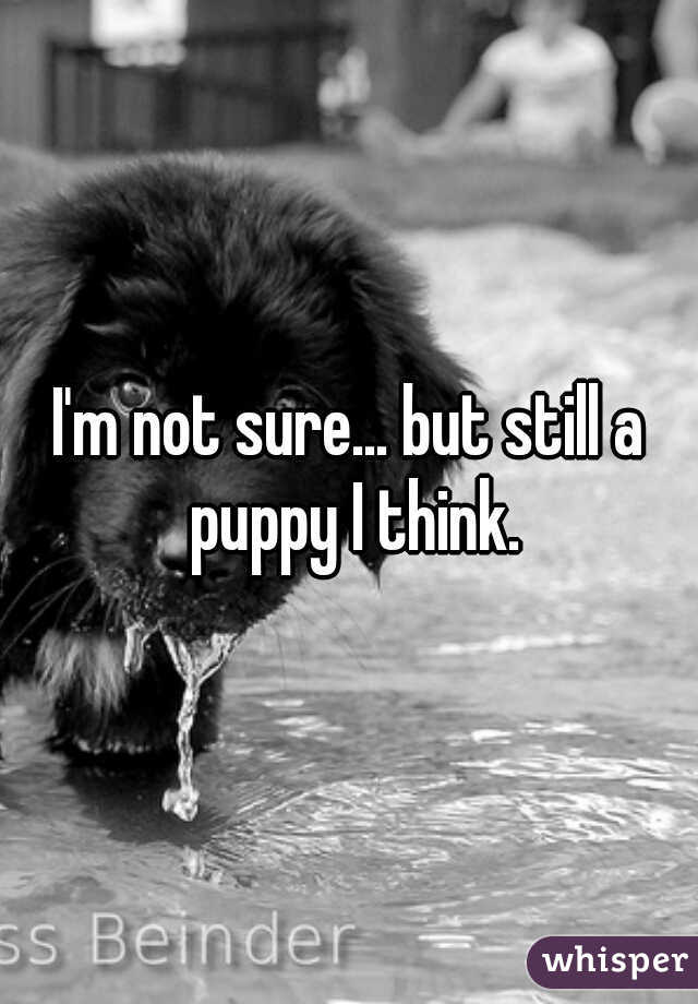 I'm not sure... but still a puppy I think.