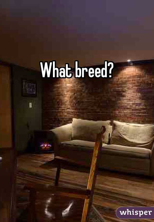 What breed?
