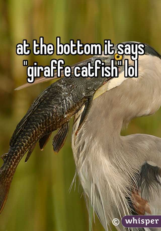 at the bottom it says "giraffe catfish" lol