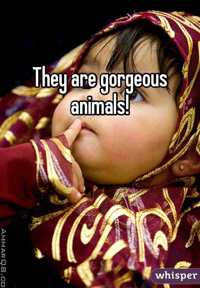 They are gorgeous animals!