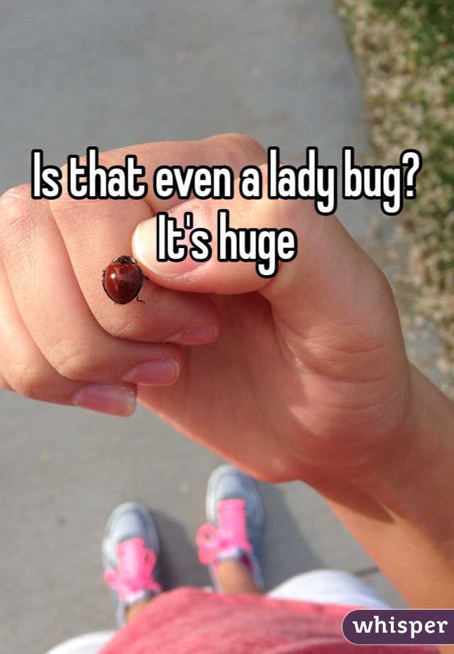 Is that even a lady bug?
It's huge