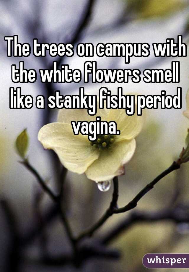 The trees on campus with the white flowers smell like a stanky fishy period vagina. 