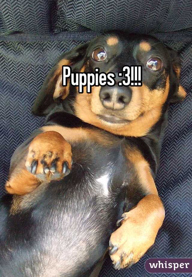 Puppies :3!!! 