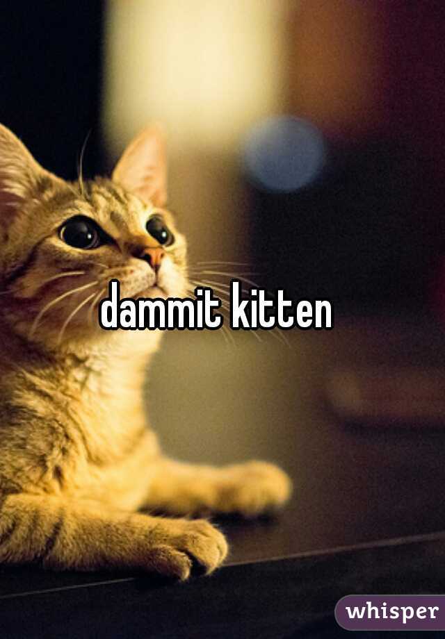 dammit kitten 