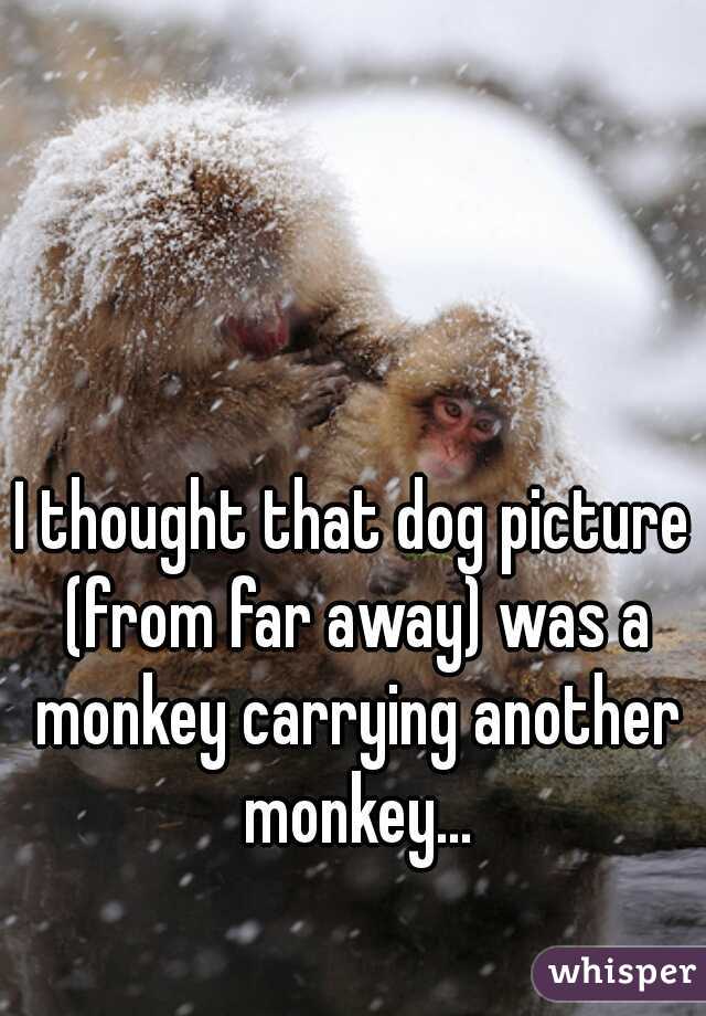 I thought that dog picture (from far away) was a monkey carrying another monkey...