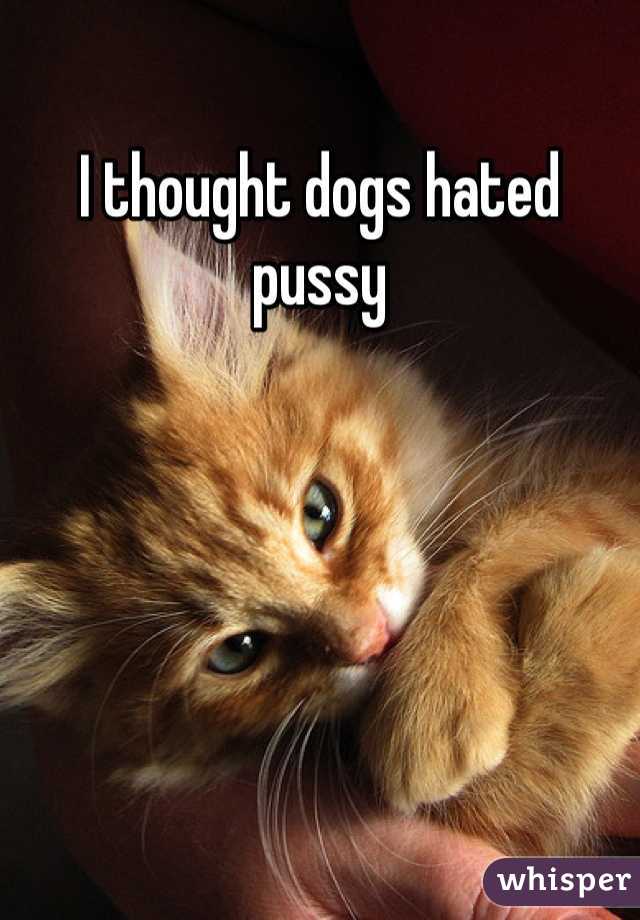 I thought dogs hated pussy