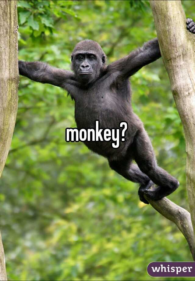 monkey?