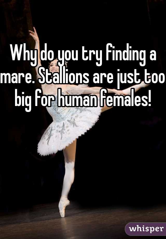 Why do you try finding a mare. Stallions are just too big for human females!
