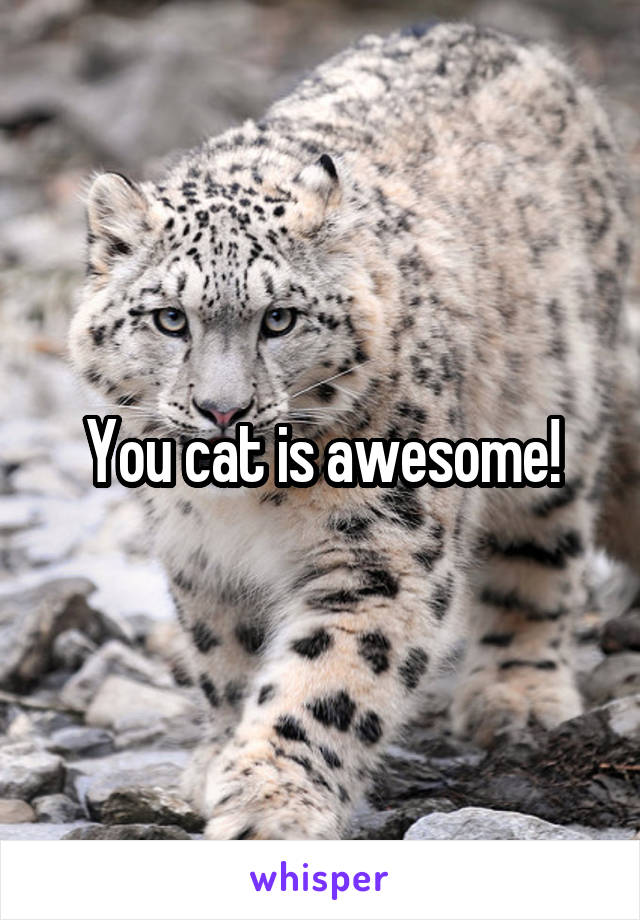 You cat is awesome!