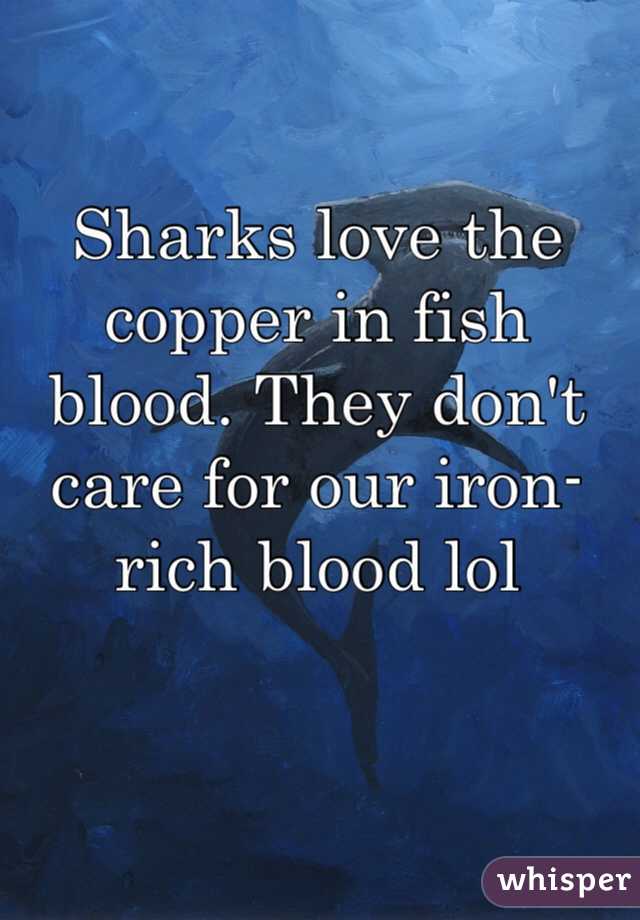 Sharks love the copper in fish blood. They don't care for our iron-rich blood lol
