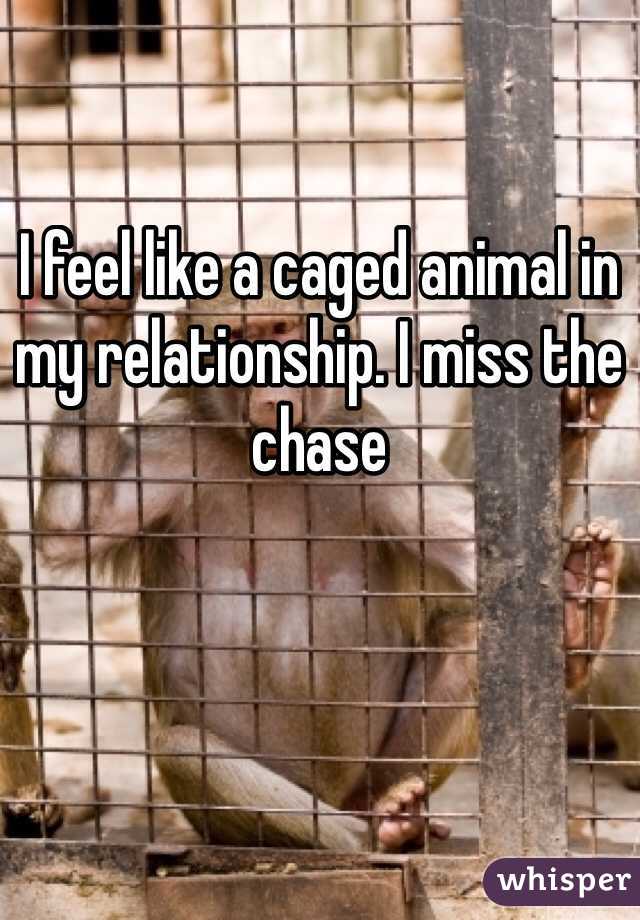 I feel like a caged animal in my relationship. I miss the chase 
