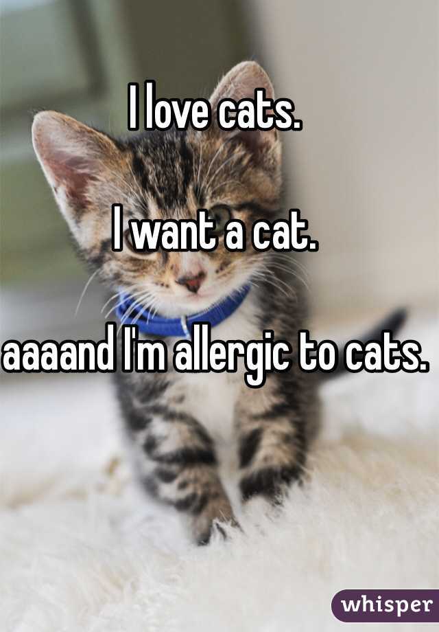 I love cats. 

I want a cat.

aaaand I'm allergic to cats. 