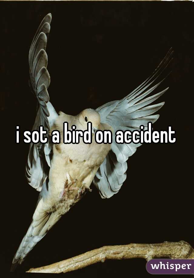 i sot a bird on accident