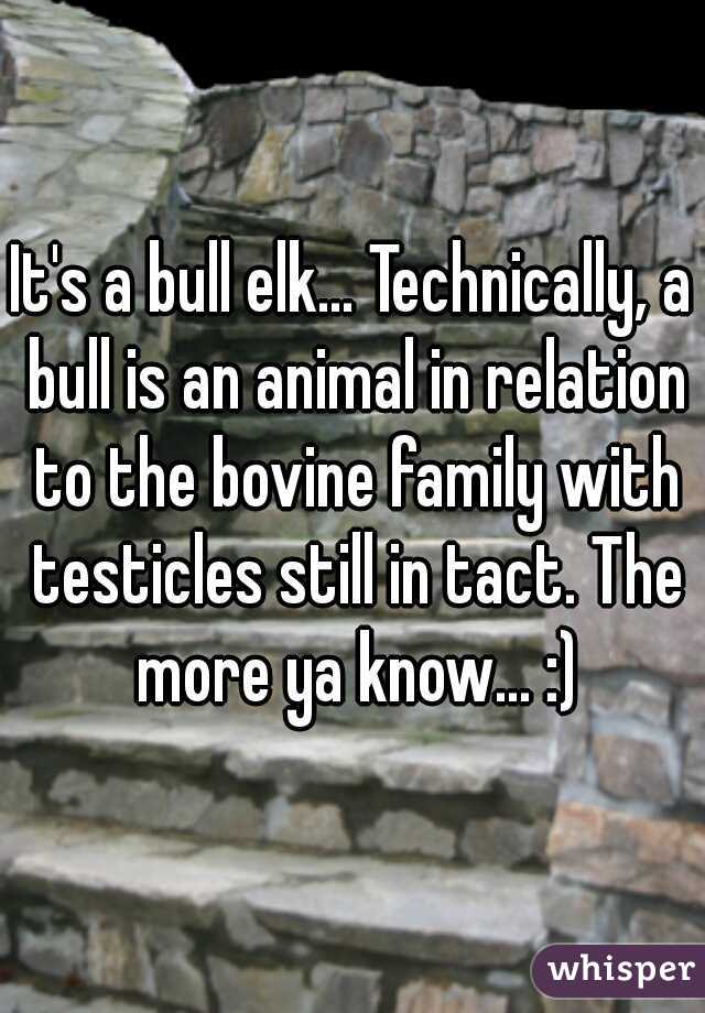 It's a bull elk... Technically, a bull is an animal in relation to the bovine family with testicles still in tact. The more ya know... :)