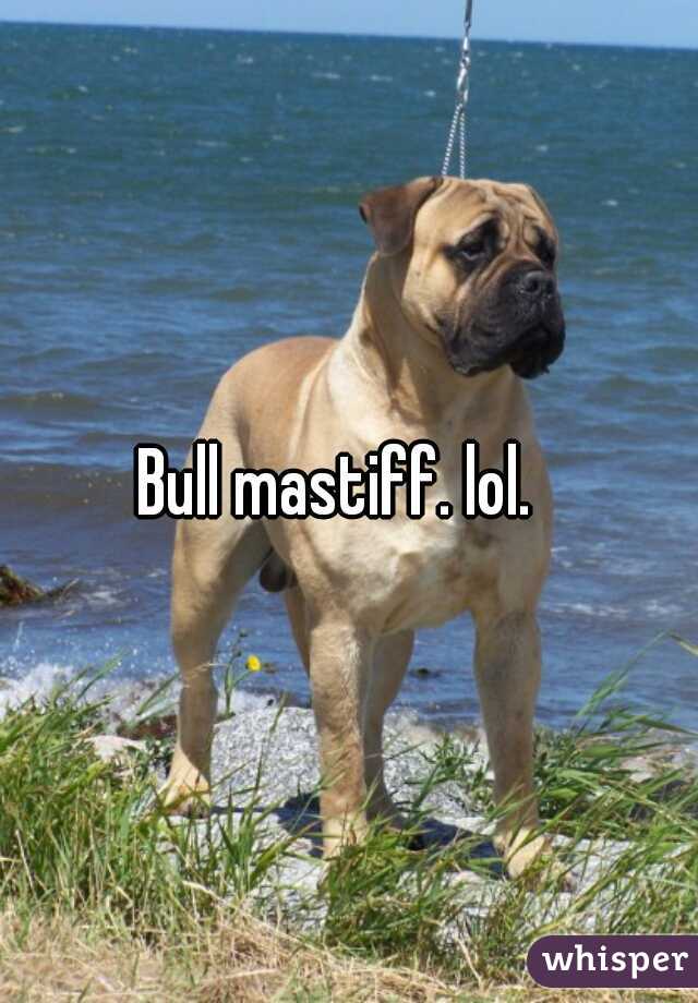 Bull mastiff. lol.  